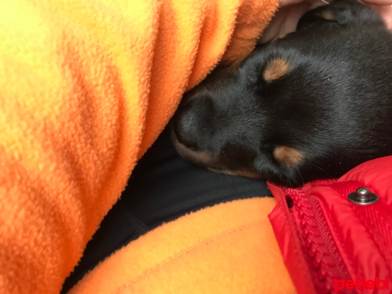 Rottweiler, Köpek  Zeroş fotoğrafı