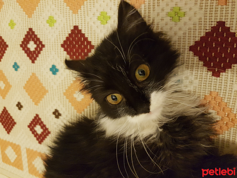 Tekir Kedi, Kedi  poncik fotoğrafı