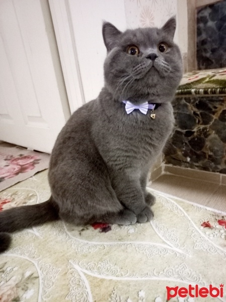 British Shorthair, Kedi  Duman fotoğrafı