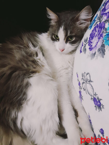 Tekir Kedi, Kedi  Maviş fotoğrafı