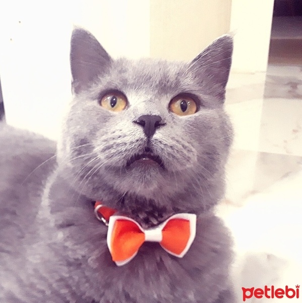 British Shorthair, Kedi  DUMAN fotoğrafı