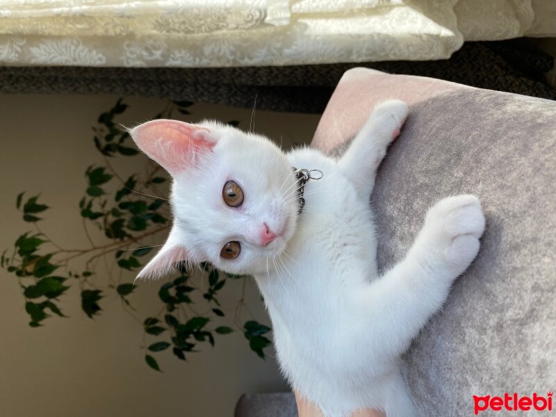 Ankara Kedisi, Kedi  Bulut fotoğrafı