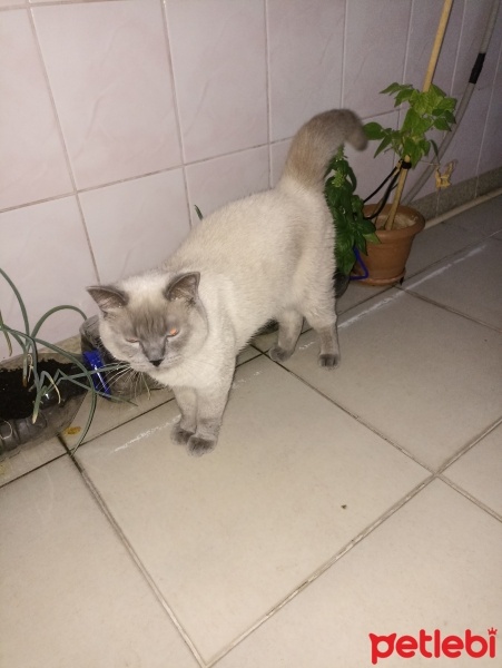 British Shorthair, Kedi  Paşa fotoğrafı