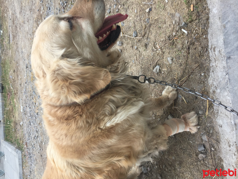 Golden Retriever, Köpek  Golden fotoğrafı