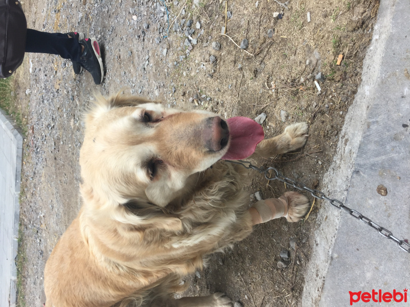 Golden Retriever, Köpek  Golden fotoğrafı