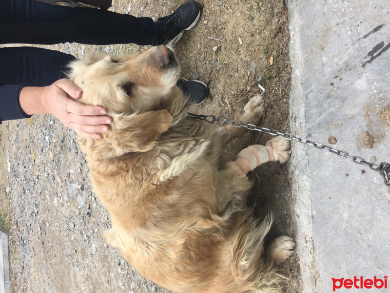 Golden Retriever, Köpek  Golden fotoğrafı
