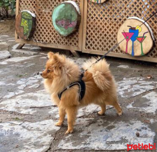 Pomeranyalı, Köpek  Fındık fotoğrafı