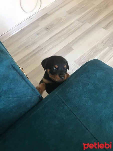 Rottweiler, Köpek  Zeus fotoğrafı
