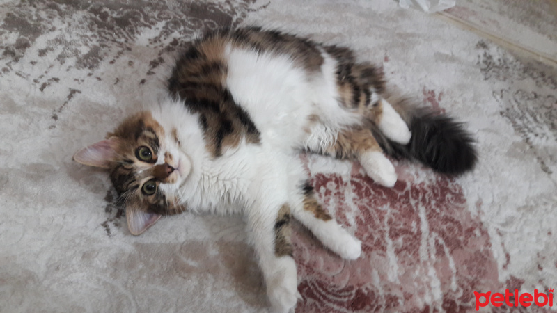 Tekir Kedi, Kedi  Kumsal fotoğrafı