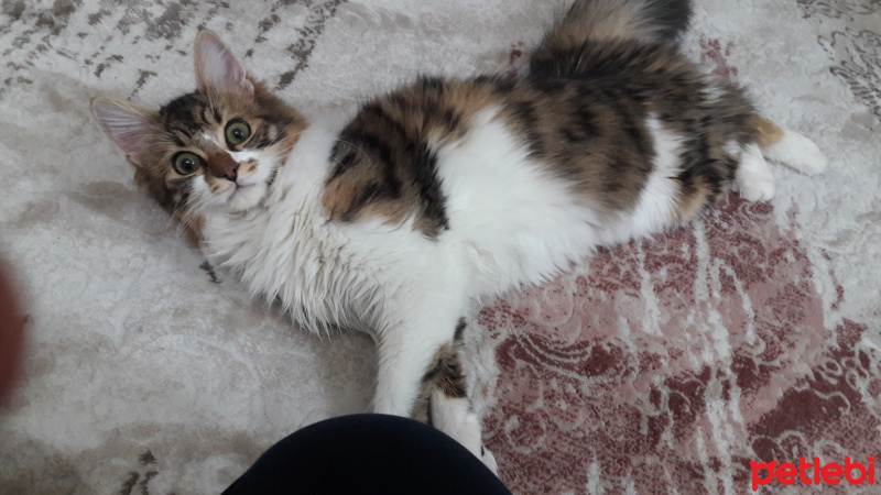 Tekir Kedi, Kedi  Kumsal fotoğrafı