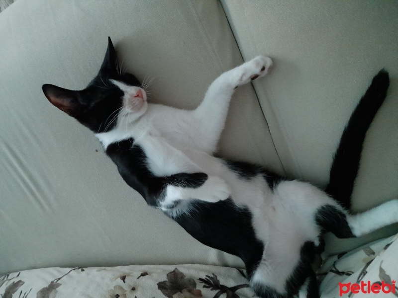 Tekir Kedi, Kedi  Paşa fotoğrafı