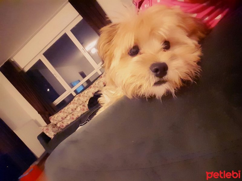 Maltese, Köpek  Tarcın fotoğrafı