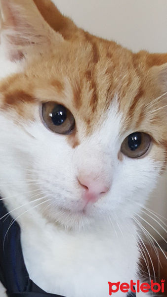 Soke, Kedi  Sarı fotoğrafı