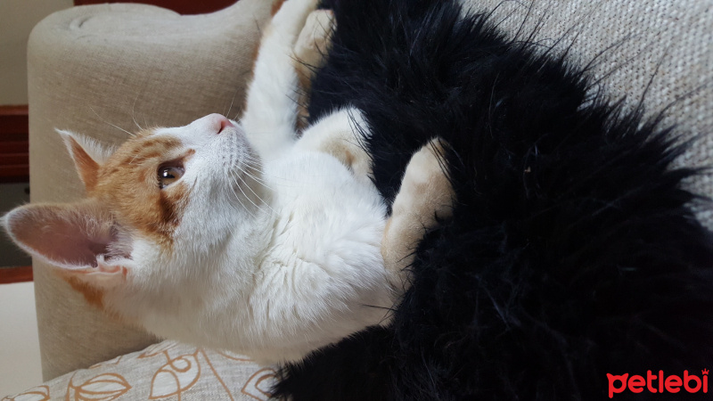 Soke, Kedi  Sarı fotoğrafı