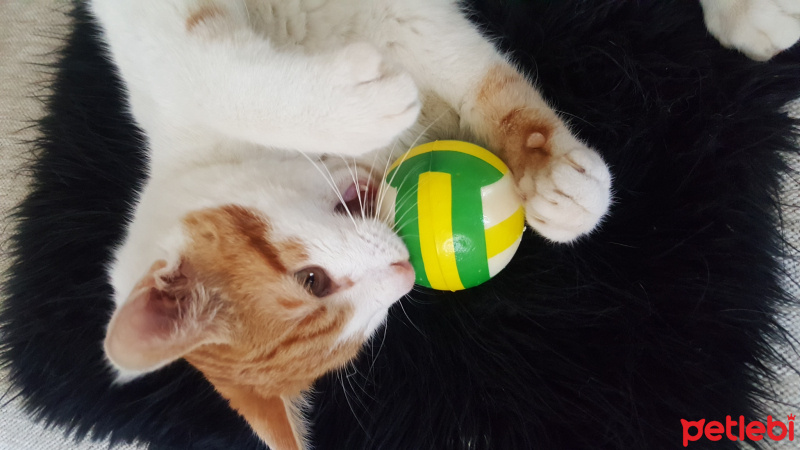 Soke, Kedi  Sarı fotoğrafı