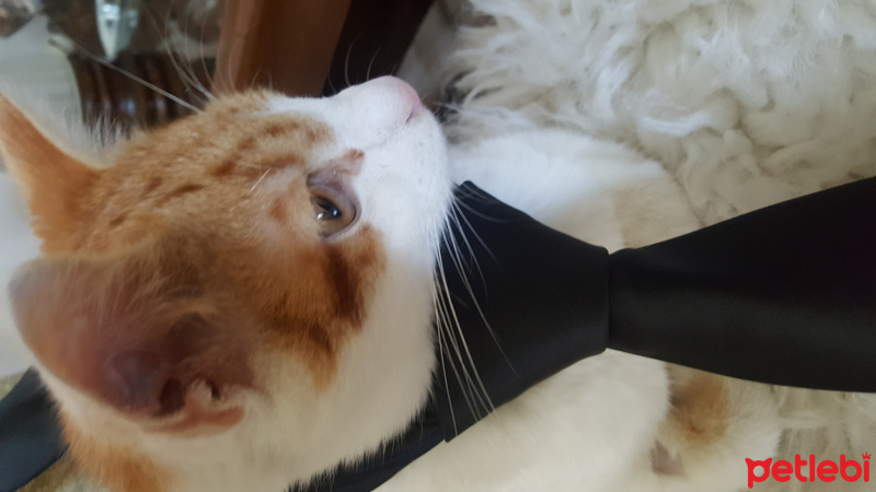 Soke, Kedi  Sarı fotoğrafı