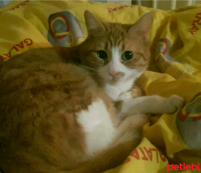 Tekir Kedi, Kedi  Bal fotoğrafı