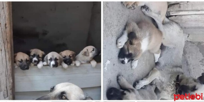 Kangal, Köpek  Isimleri yok fotoğrafı