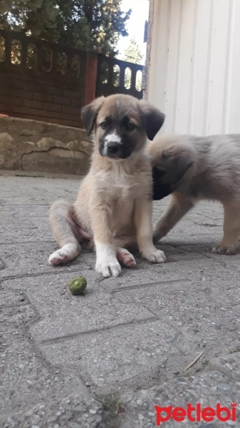 Kangal, Köpek  Isimleri yok fotoğrafı