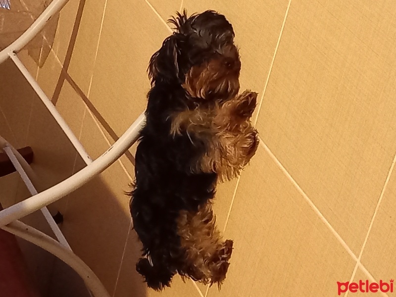 Yorkshire Terrier, Köpek  PAŞA fotoğrafı
