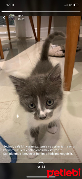 Tekir Kedi, Kedi  Prens fotoğrafı