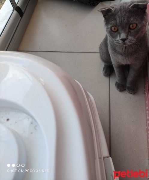 Scottish Fold, Kedi  Ponçik fotoğrafı