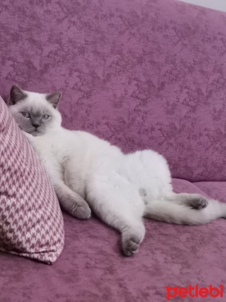 British Shorthair, Kedi  Paşa fotoğrafı