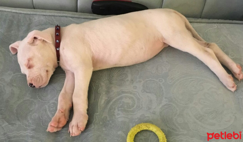 Dogo Arjantin, Köpek  Ares fotoğrafı