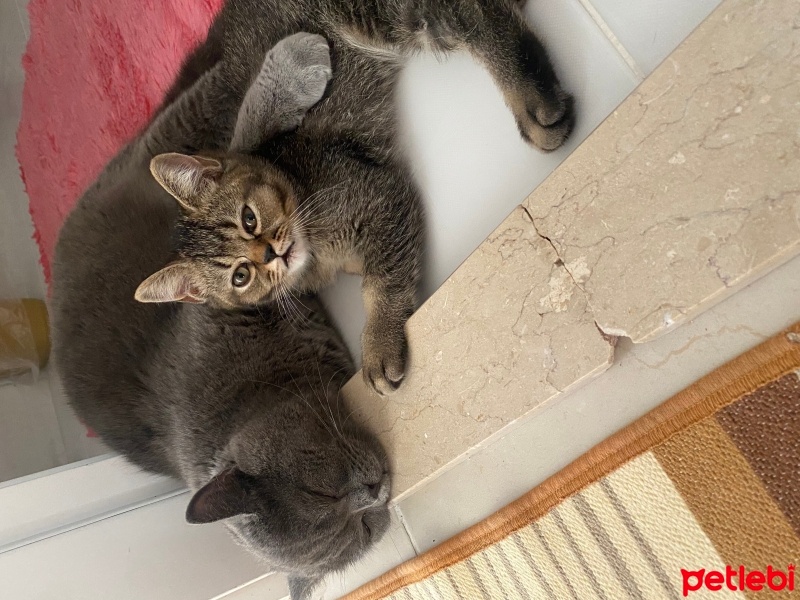 British Shorthair, Kedi  Tekila fotoğrafı