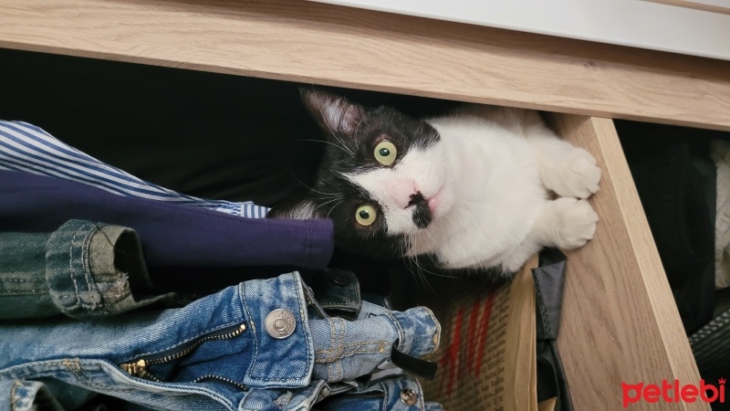 Tuxedo (Smokin) Kedi, Kedi  Zeytin fotoğrafı