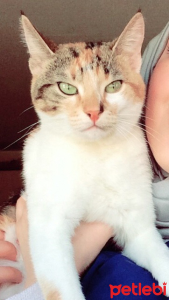 Tekir Kedi, Kedi  Bihter  fotoğrafı