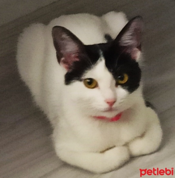 Soke, Kedi  Ahu fotoğrafı