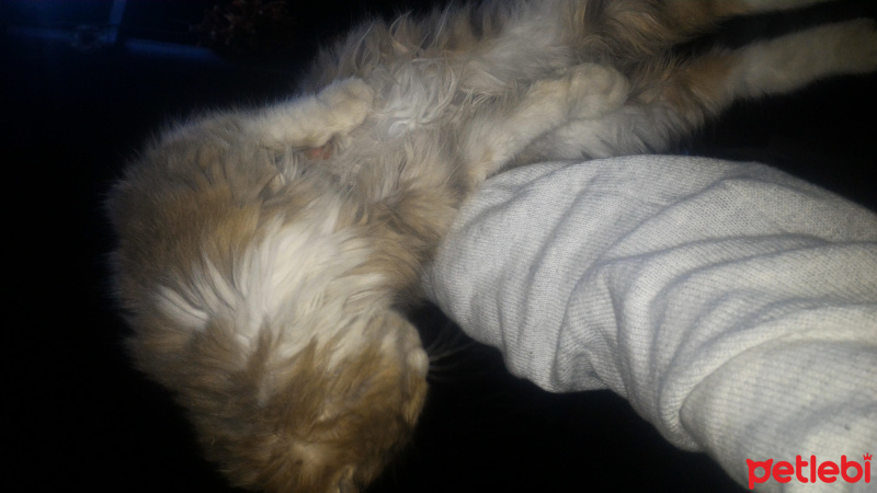 Ragamuffin, Kedi  Rix fotoğrafı