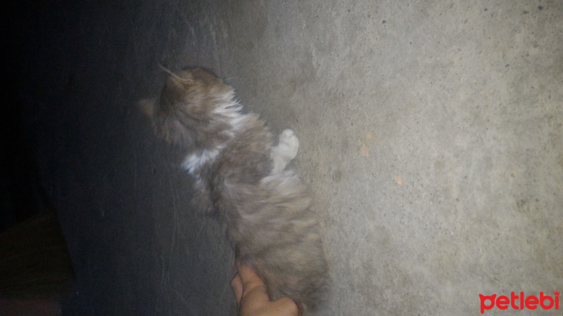 Ragamuffin, Kedi  Rix fotoğrafı