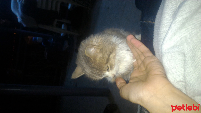 Ragamuffin, Kedi  Rix fotoğrafı