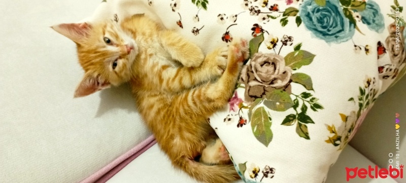 Sarman, Kedi  Ares fotoğrafı