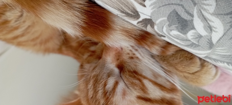 Sarman, Kedi  Ares fotoğrafı