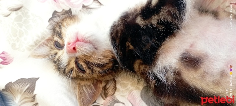 Tekir Kedi, Kedi  Venüs fotoğrafı
