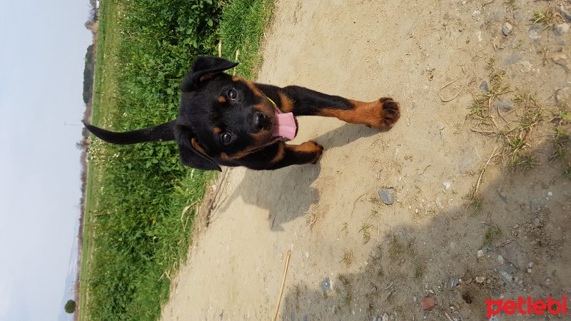 Rottweiler, Köpek  Maya fotoğrafı