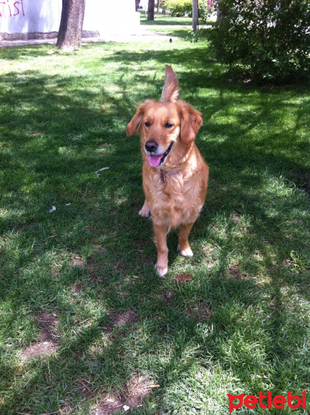 Golden Retriever, Köpek  Shannon fotoğrafı