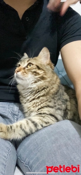 Norwegian Forest, Kedi  Fiko fotoğrafı