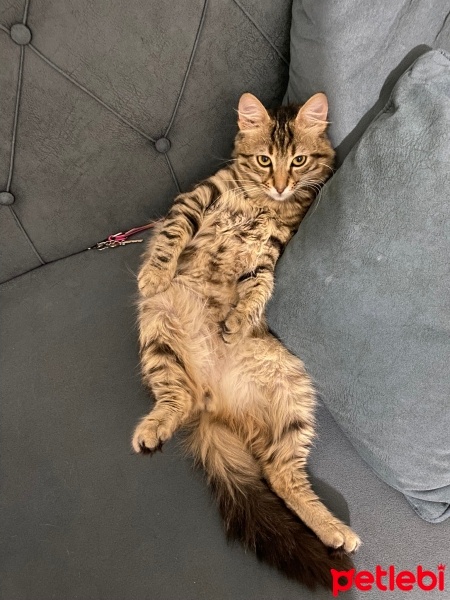 Norwegian Forest, Kedi  Fiko fotoğrafı