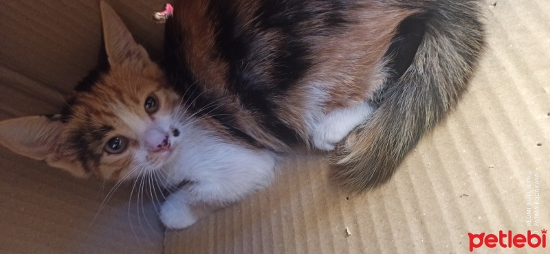 Tekir Kedi, Kedi  Adı yok fotoğrafı