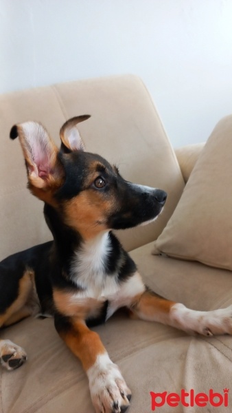 Jack Russell Terrier, Köpek  Zelda fotoğrafı