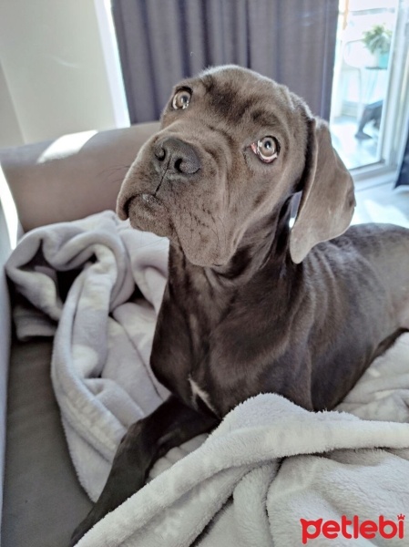 Cane Corso Italiano, Köpek  Kreon fotoğrafı