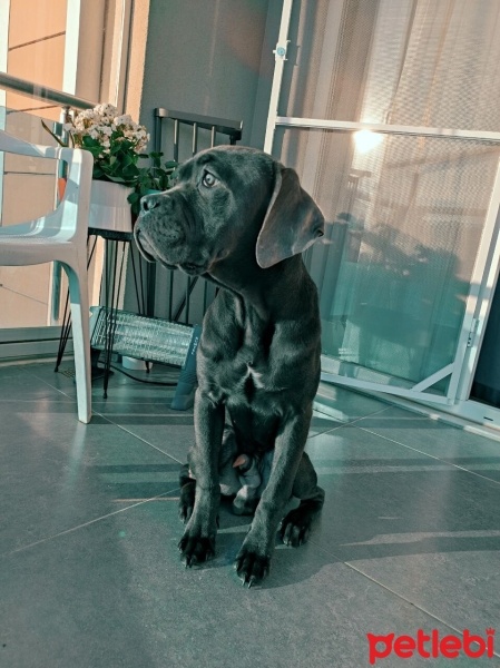 Cane Corso Italiano, Köpek  Kreon fotoğrafı