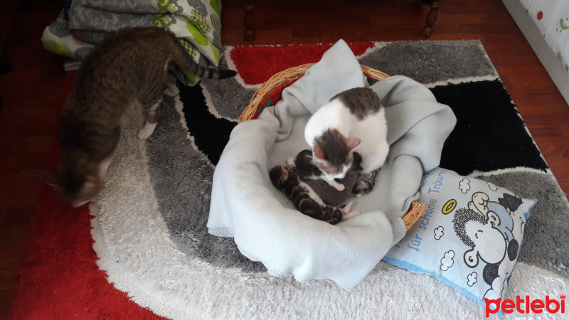 Tekir Kedi, Kedi  Haylaz, minik, küçük, üç yeni doğmuş bebek fotoğrafı