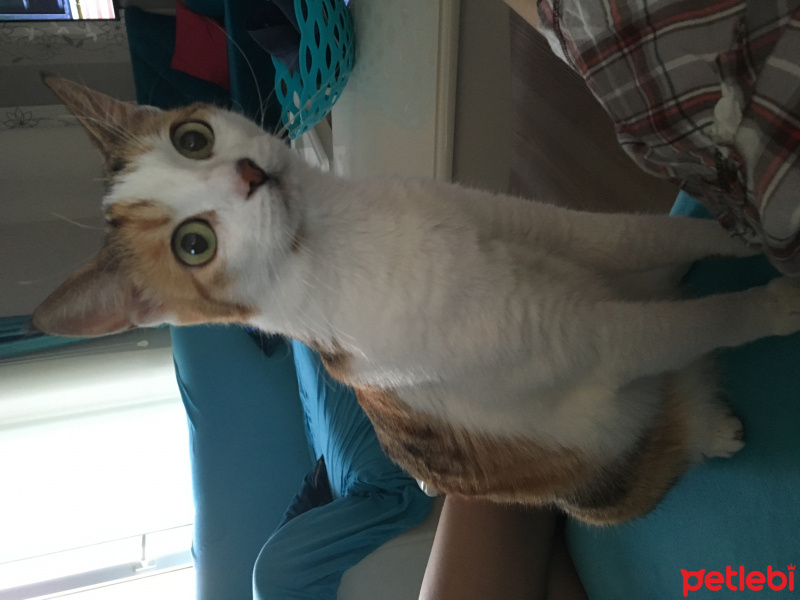 Tekir Kedi, Kedi  Şeker fotoğrafı