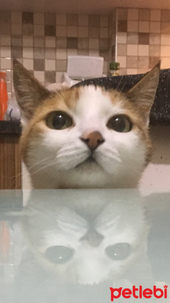 Tekir Kedi, Kedi  Şeker fotoğrafı