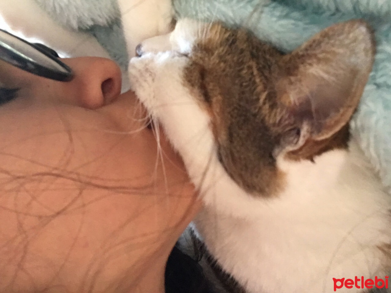 Tekir Kedi, Kedi  Şeker fotoğrafı